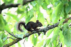 Eichhörnchen-Baby
